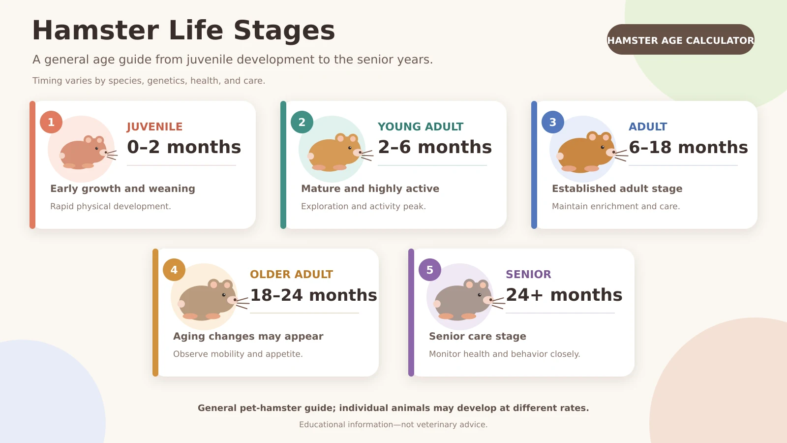 Hamster life stages showing juvenile, young adult, adult, older adult, and senior age ranges