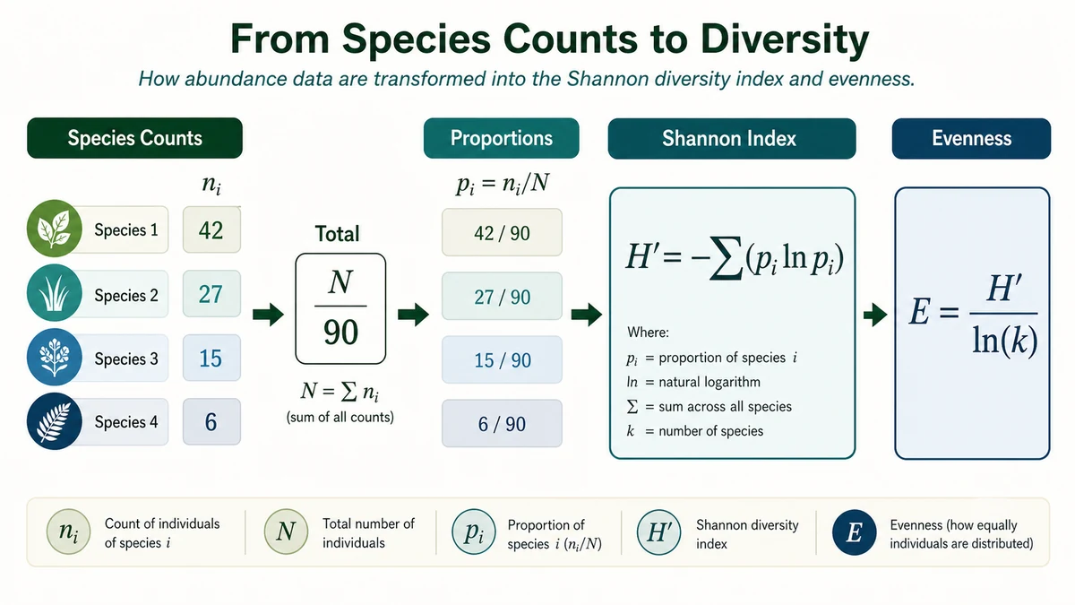 Shannon diversity index diagram showing species counts, proportions, H prime formula and evenness